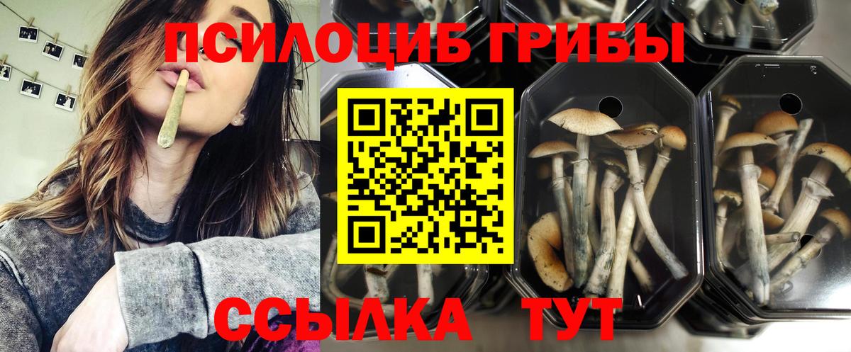 Псилоцибиновые грибы мицелий Юрга